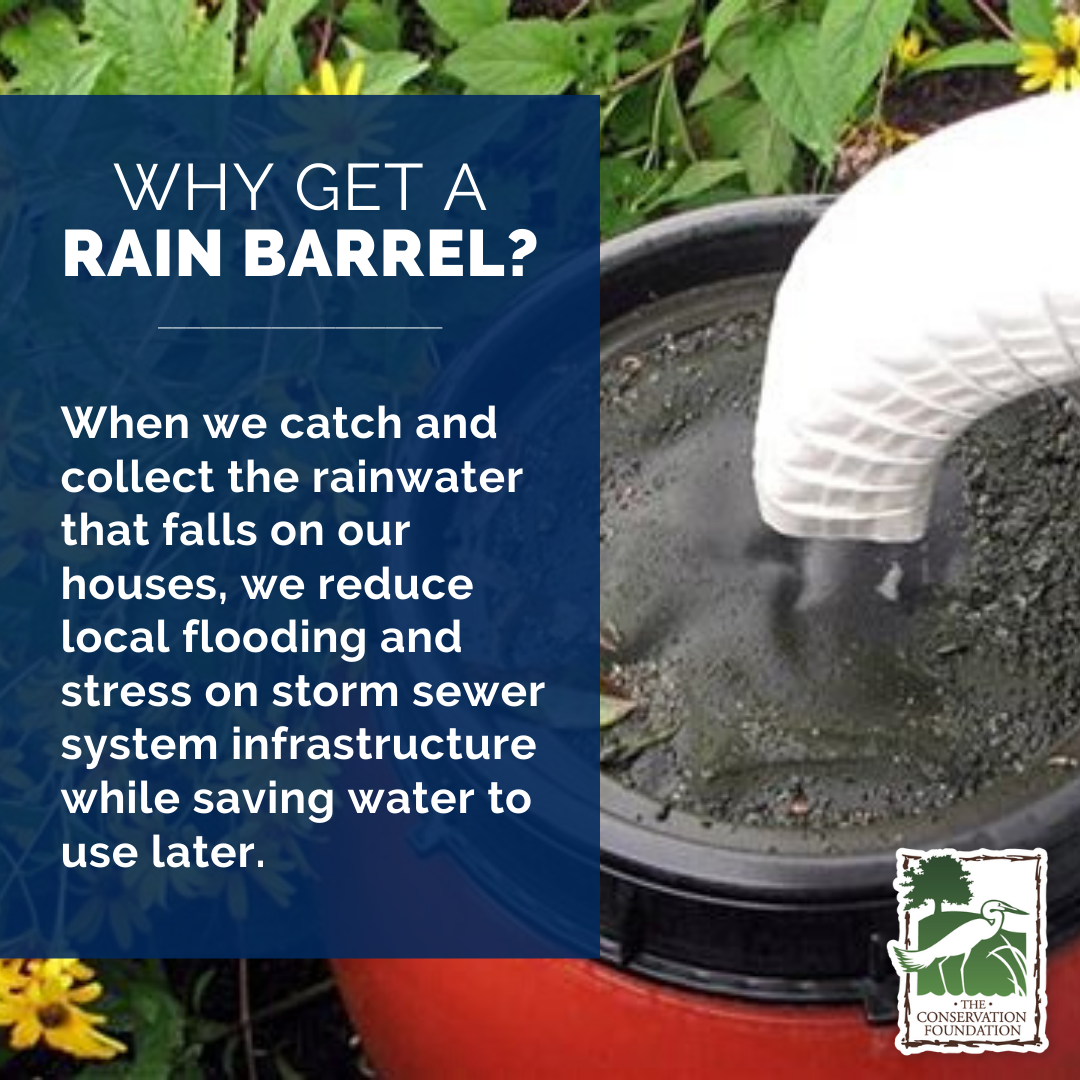 Rainbarrel 2