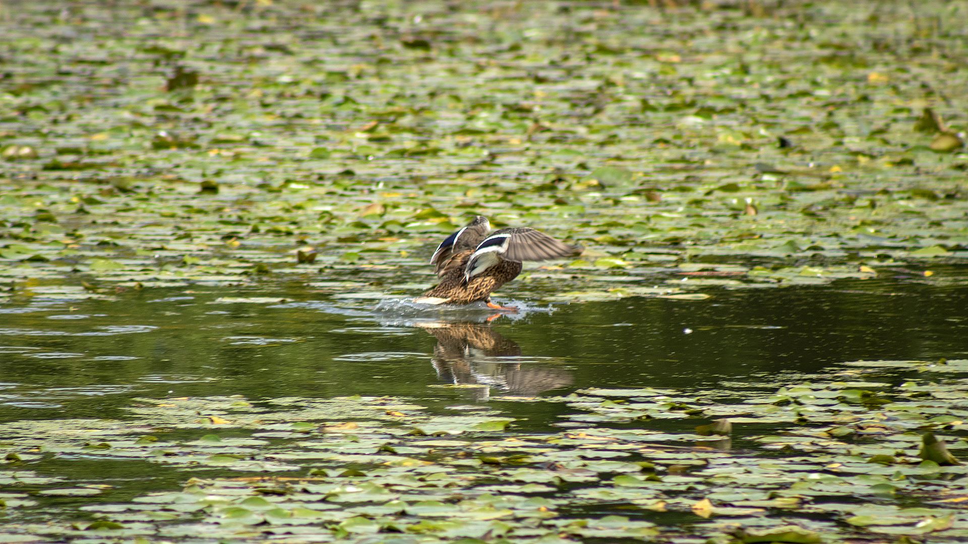 Duck at O'Hara Woods by Mateusz Lebica