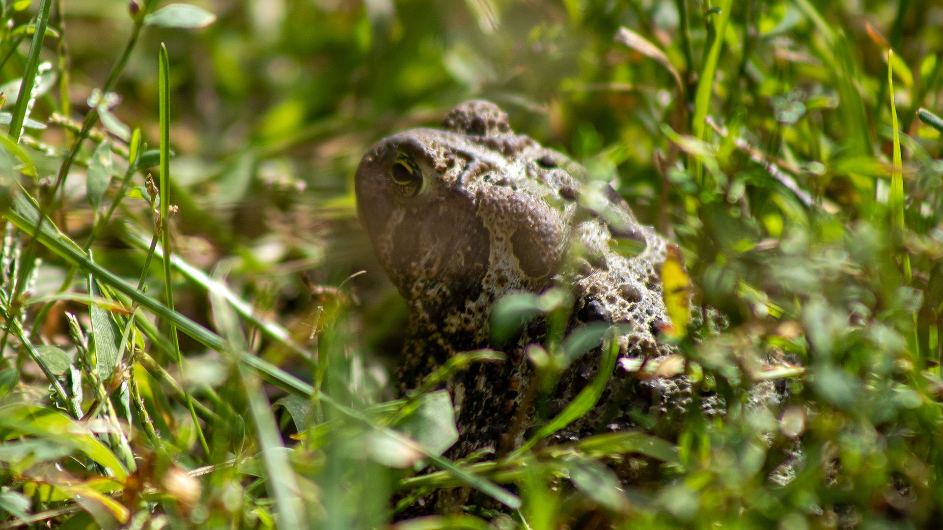 Toad at O'Hara Woods by Mateusz Lebica