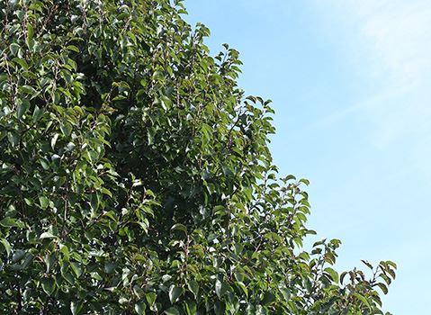 Tree Replacement Program