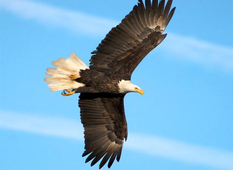 Eagle