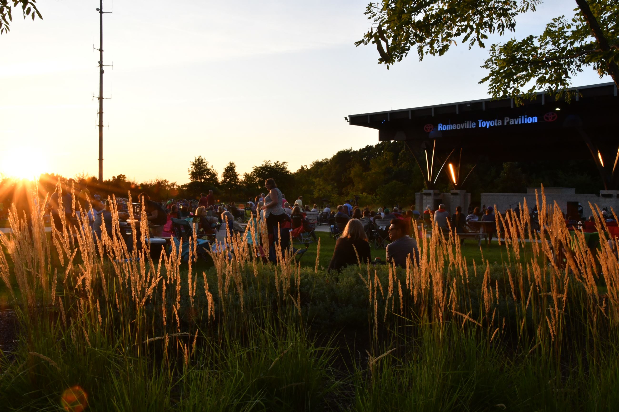 Sun setting through the native plants at Deer Crossing park